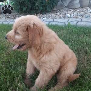 Beauty, Mini Goldendoodle Puppy